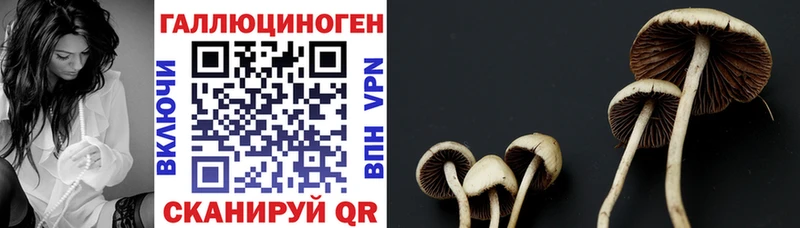 blacksprut tor  как найти наркотики  Муравленко  Галлюциногенные грибы мицелий 